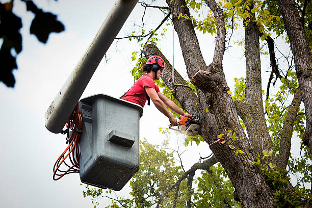 Landscape Design and Installation in Kibler, AR